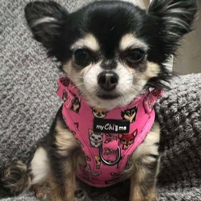 Signature Pink Chihuahua Print Exclusive Small Dog Harness by My Chi and Me - Pet Supplier Store