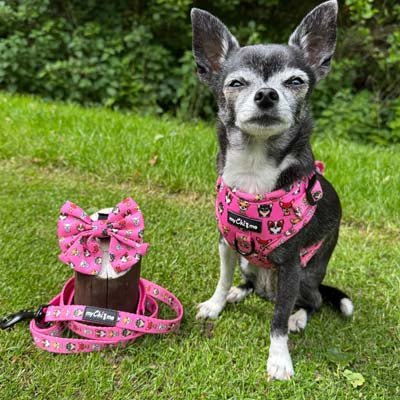 Signature Pink Chihuahua Print Exclusive Small Sailor Bow by My Chi and Me - Pet Supplier Store