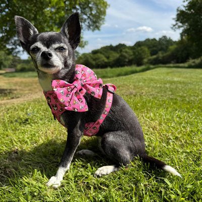 Signature Pink Chihuahua Print Exclusive Small Sailor Bow by My Chi and Me - Pet Supplier Store