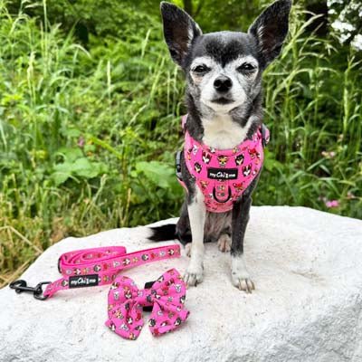 Signature Pink Chihuahua Print Exclusive Small Sailor Bow by My Chi and Me - Pet Supplier Store