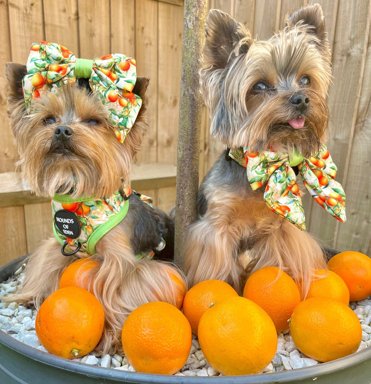 Simply the Zest - Oranges Dog Bow Tie - Pet Supplier Store