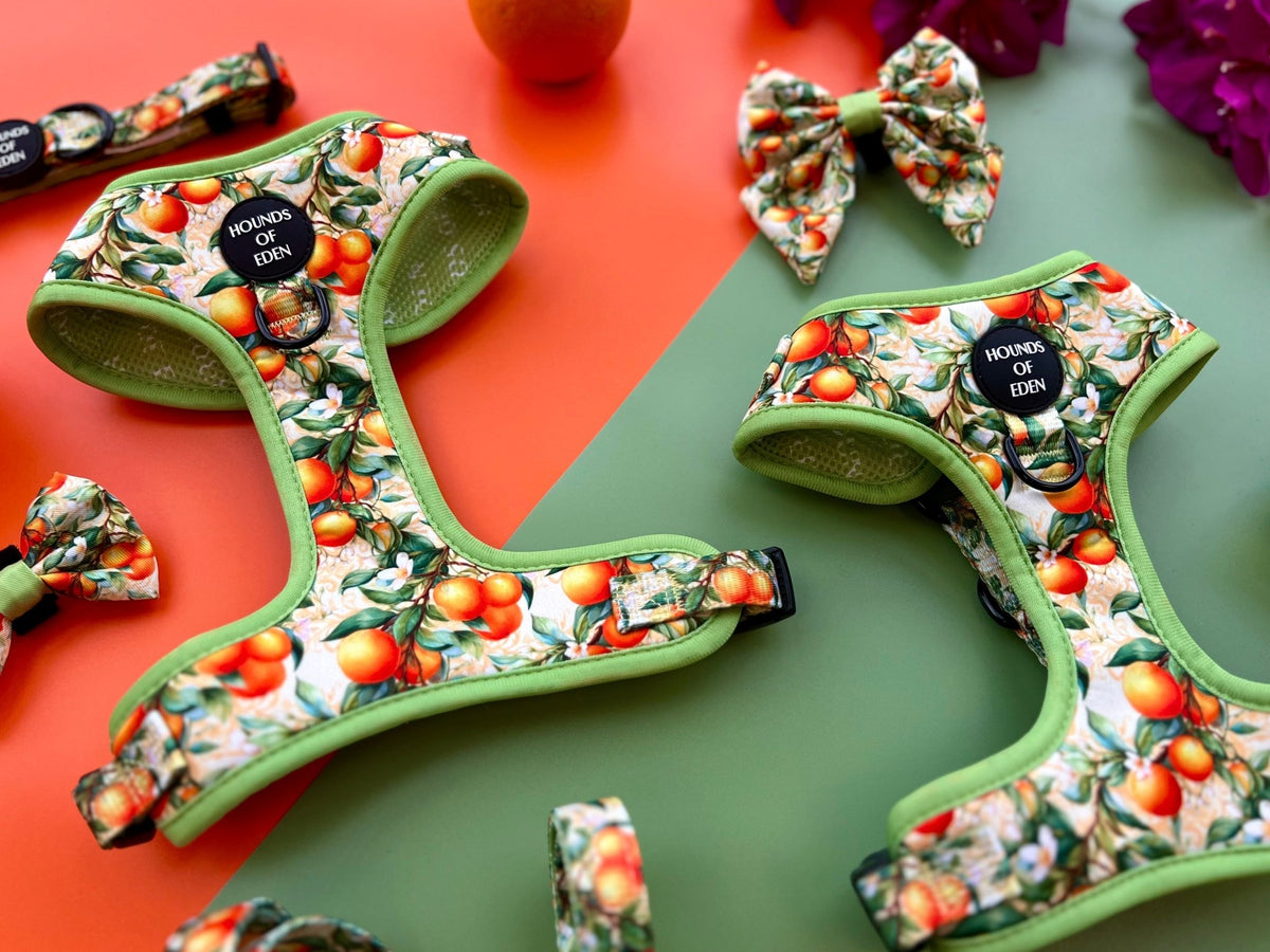 Simply the Zest - Oranges Dog Bow Tie - Pet Supplier Store