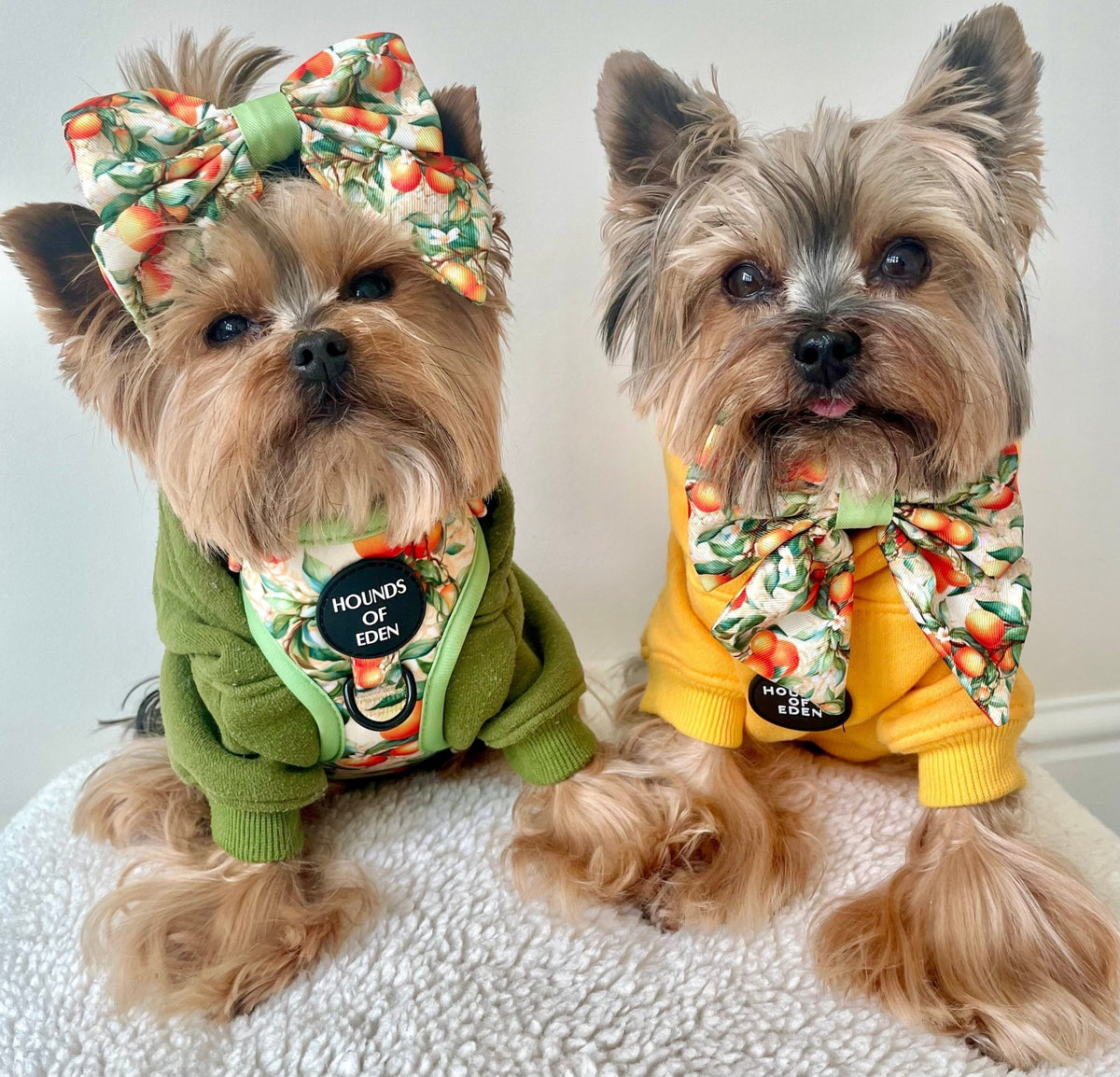 Simply the Zest - Oranges Dog Bow Tie - Pet Supplier Store