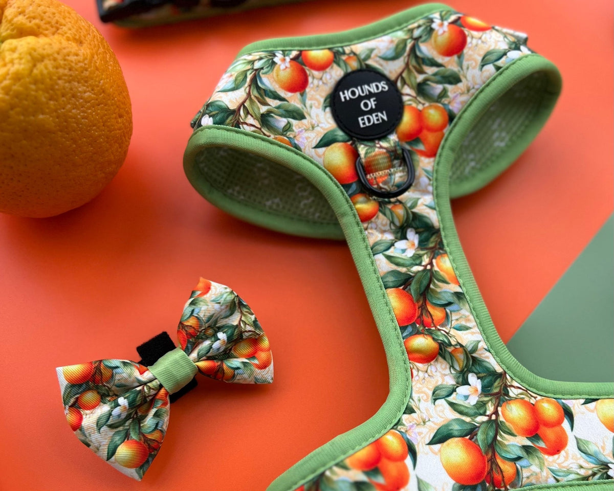 Simply the Zest - Oranges Dog Bow Tie - Pet Supplier Store