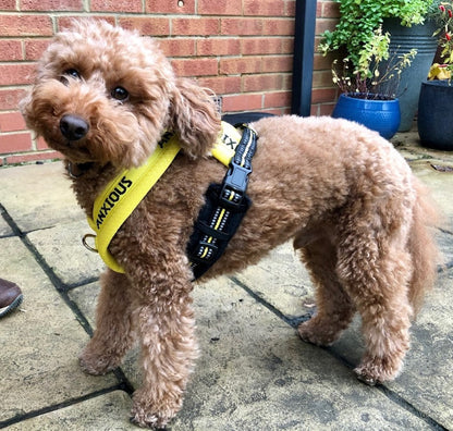Yellow Padded Harness
