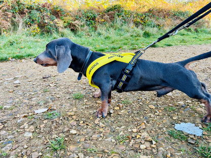 Yellow Padded Harness