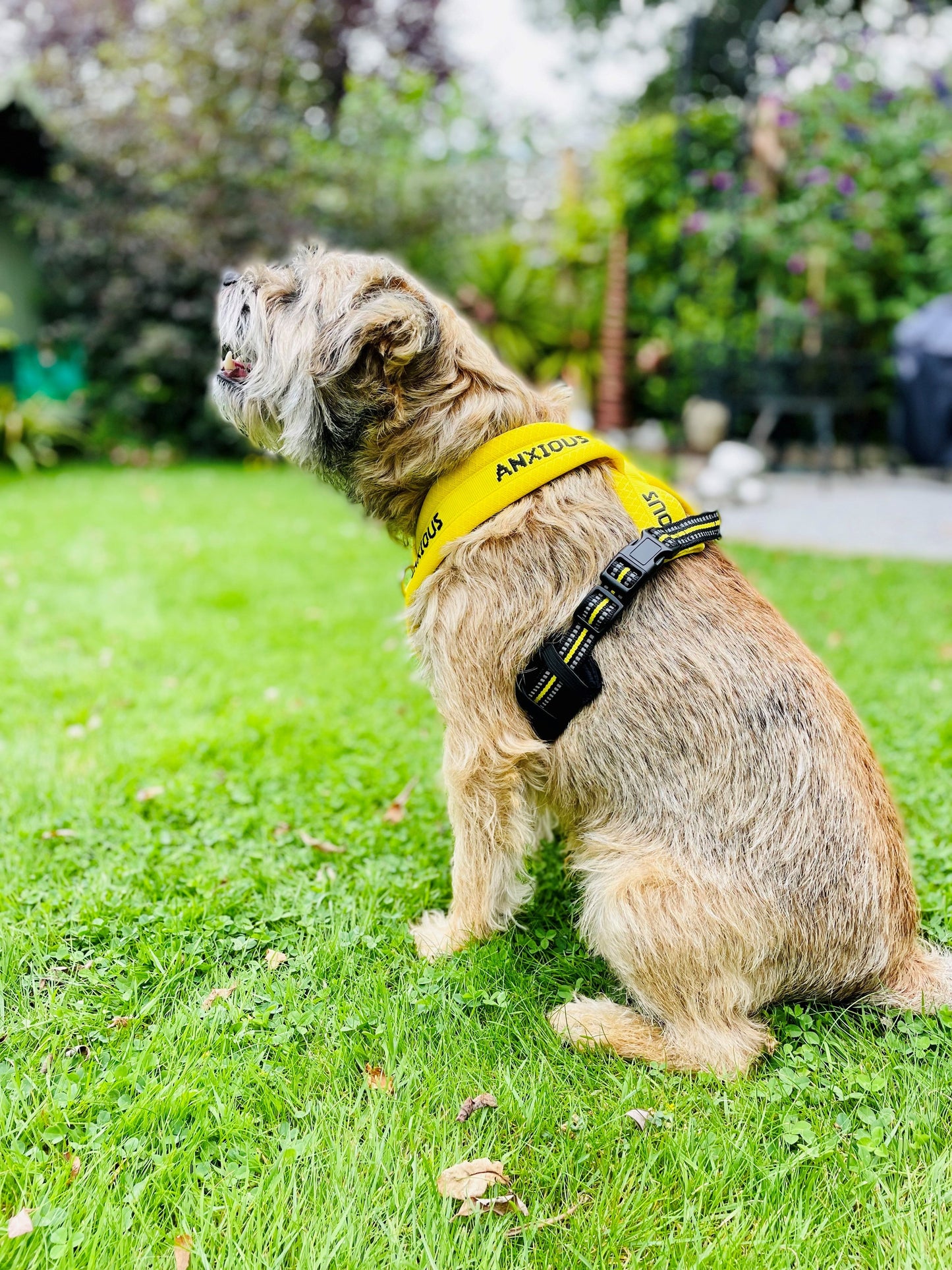 Yellow Padded Harness