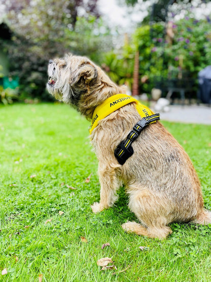 Yellow Padded Harness