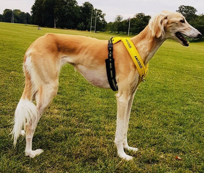 Yellow Padded Harness