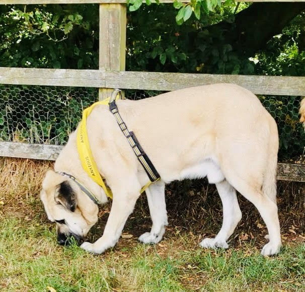 Yellow Padded Harness