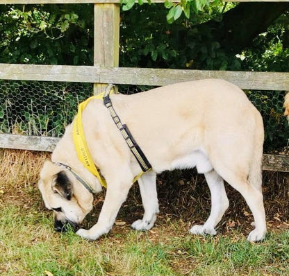 Yellow Padded Harness