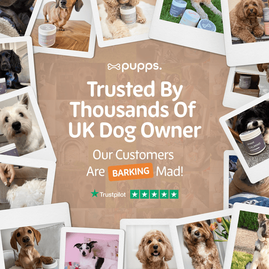 Skin & Coat Treats - Pet Supplier Store