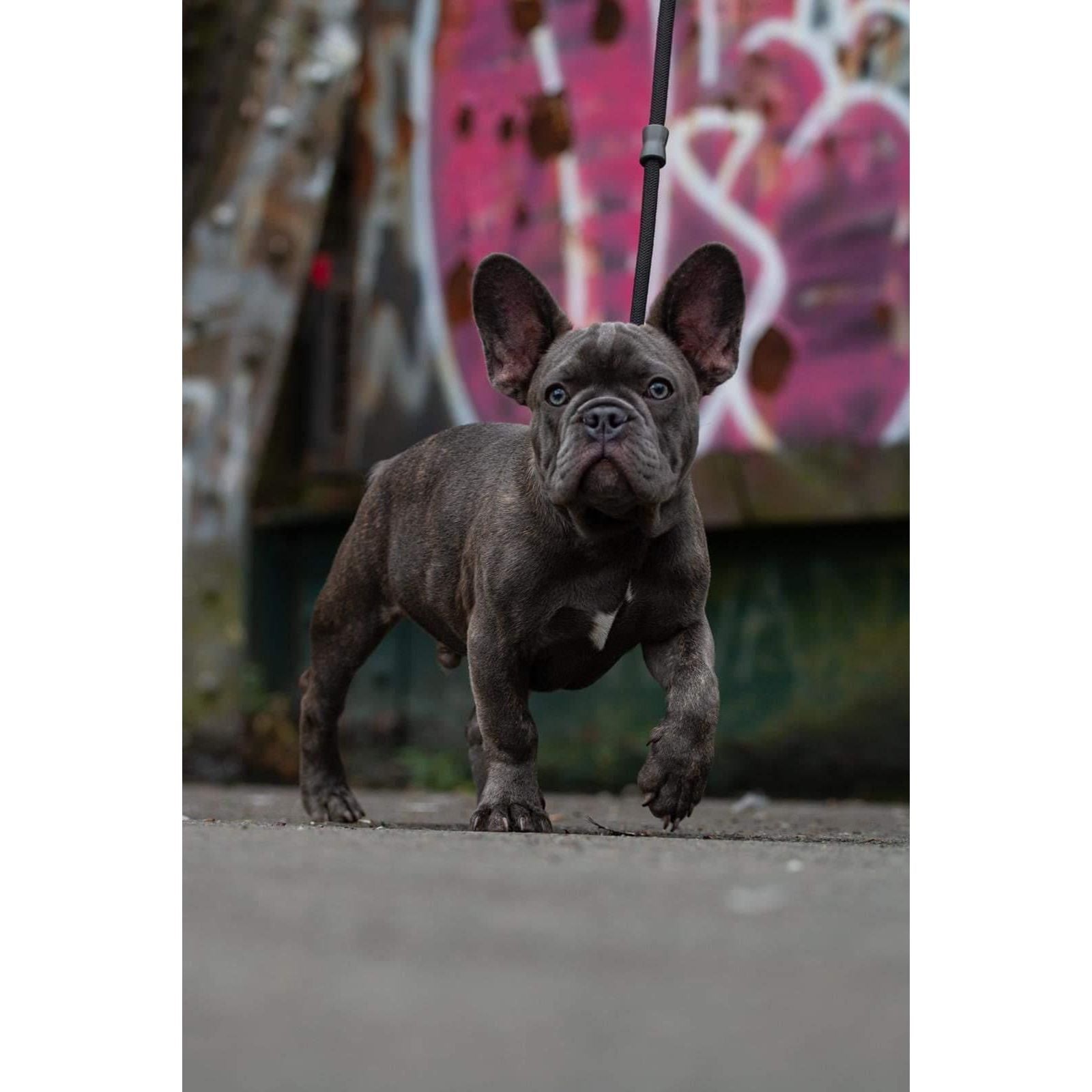 Slip lead Black - Pet Supplier Store