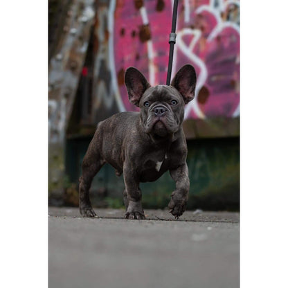 Slip lead Black - Pet Supplier Store