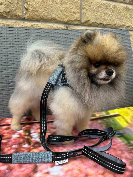 Soho Poms x Bowl & Bone Republic Dog Lead - Ocean - Pet Supplier Store