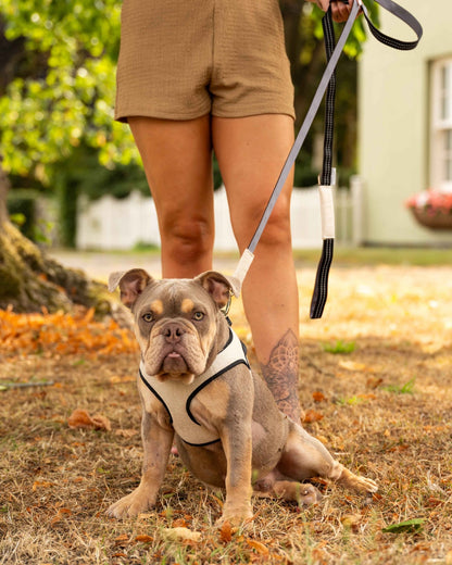 Soho Poms x Bowl & Bone Republic Mayfair Harness - Cream - Pet Supplier Store