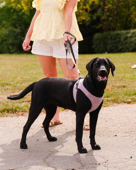 Soho Poms x Bowl & Bone Republic Mayfair Harness - Lily - Pet Supplier Store