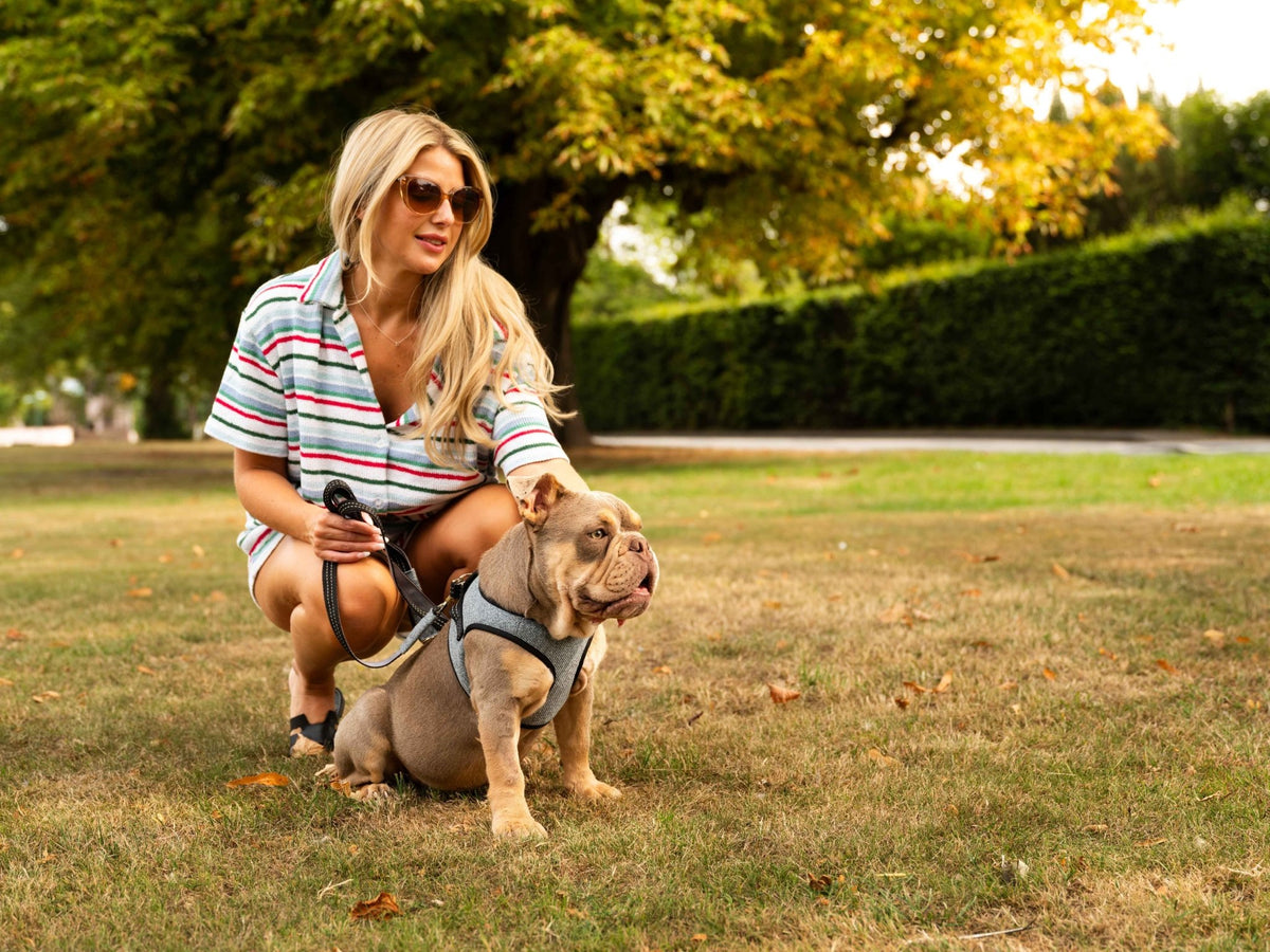 Soho Poms x Bowl & Bone Republic Mayfair Harness - Ocean - Pet Supplier Store