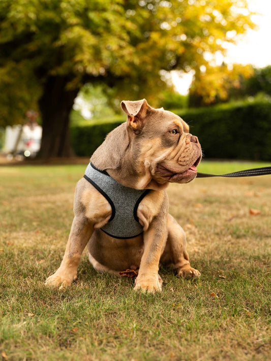 Soho Poms x Bowl & Bone Republic Mayfair Harness - Ocean - Pet Supplier Store