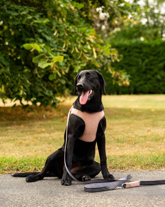 Soho Poms x Bowl & Bone Republic Mayfair Harness - Salmon - Pet Supplier Store