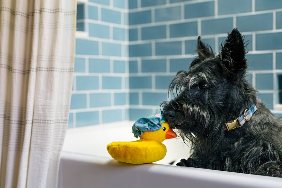 Splish Splash - Bubbles the Duck - Pet Supplier Store