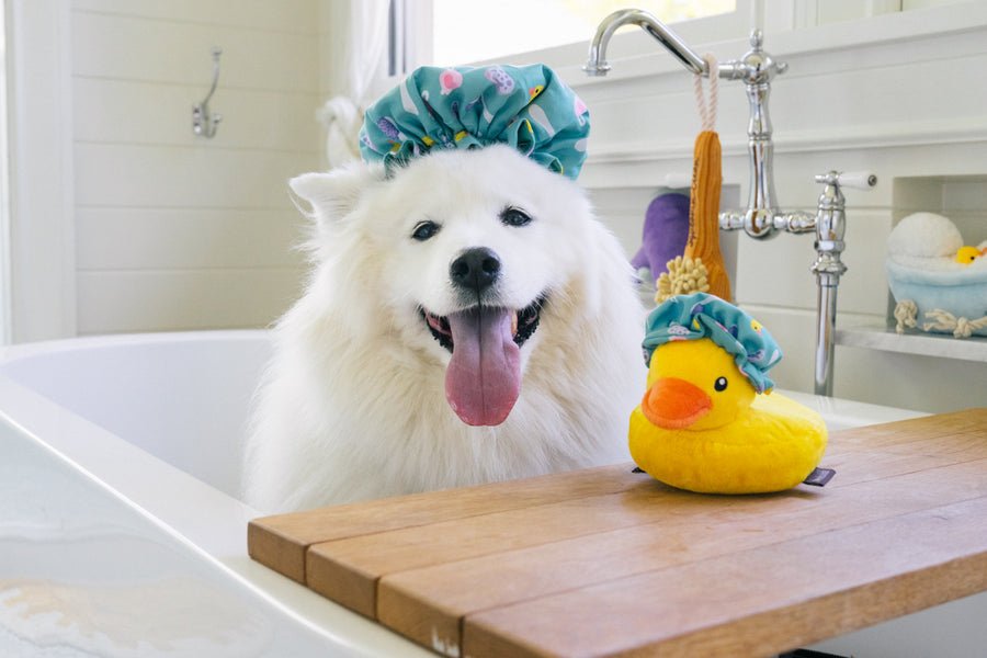 Splish Splash - Shower Quack - Pet Supplier Store