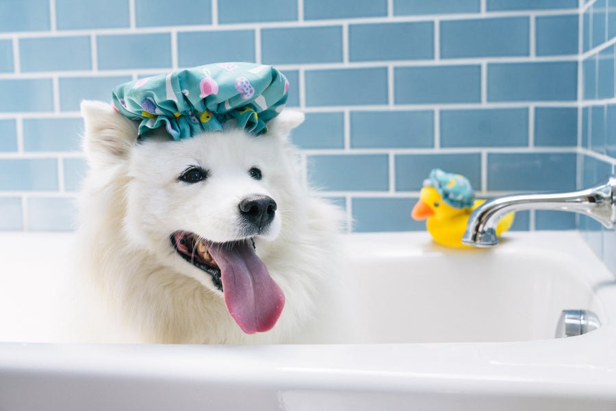 Splish Splash - Shower Quack - Pet Supplier Store