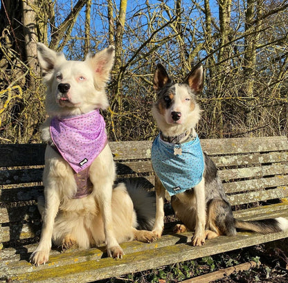 Sprinkles For Days Cooling Bandana - Blue - Pet Supplier Store
