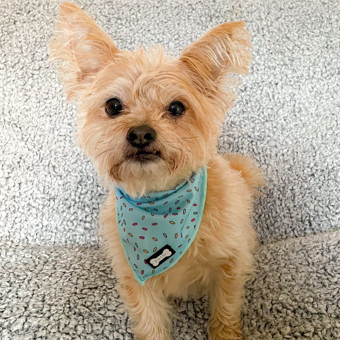 Sprinkles For Days Cooling Bandana - Blue - Pet Supplier Store
