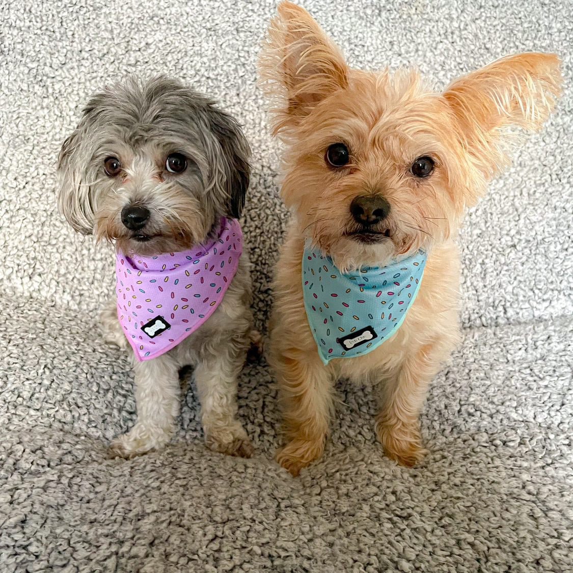 Sprinkles For Days Cooling Bandana - Blue - Pet Supplier Store