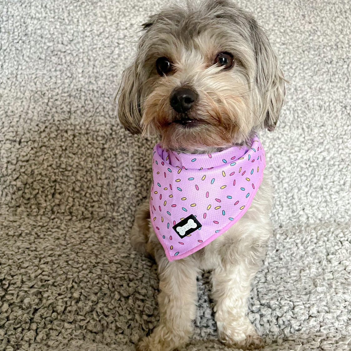 Sprinkles For Days Cooling Bandana - Pink - Pet Supplier Store