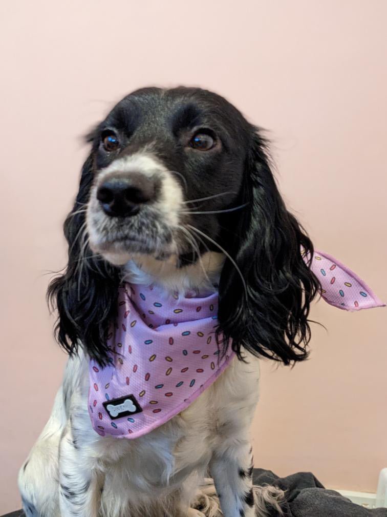 Sprinkles For Days Cooling Bandana - Pink - Pet Supplier Store