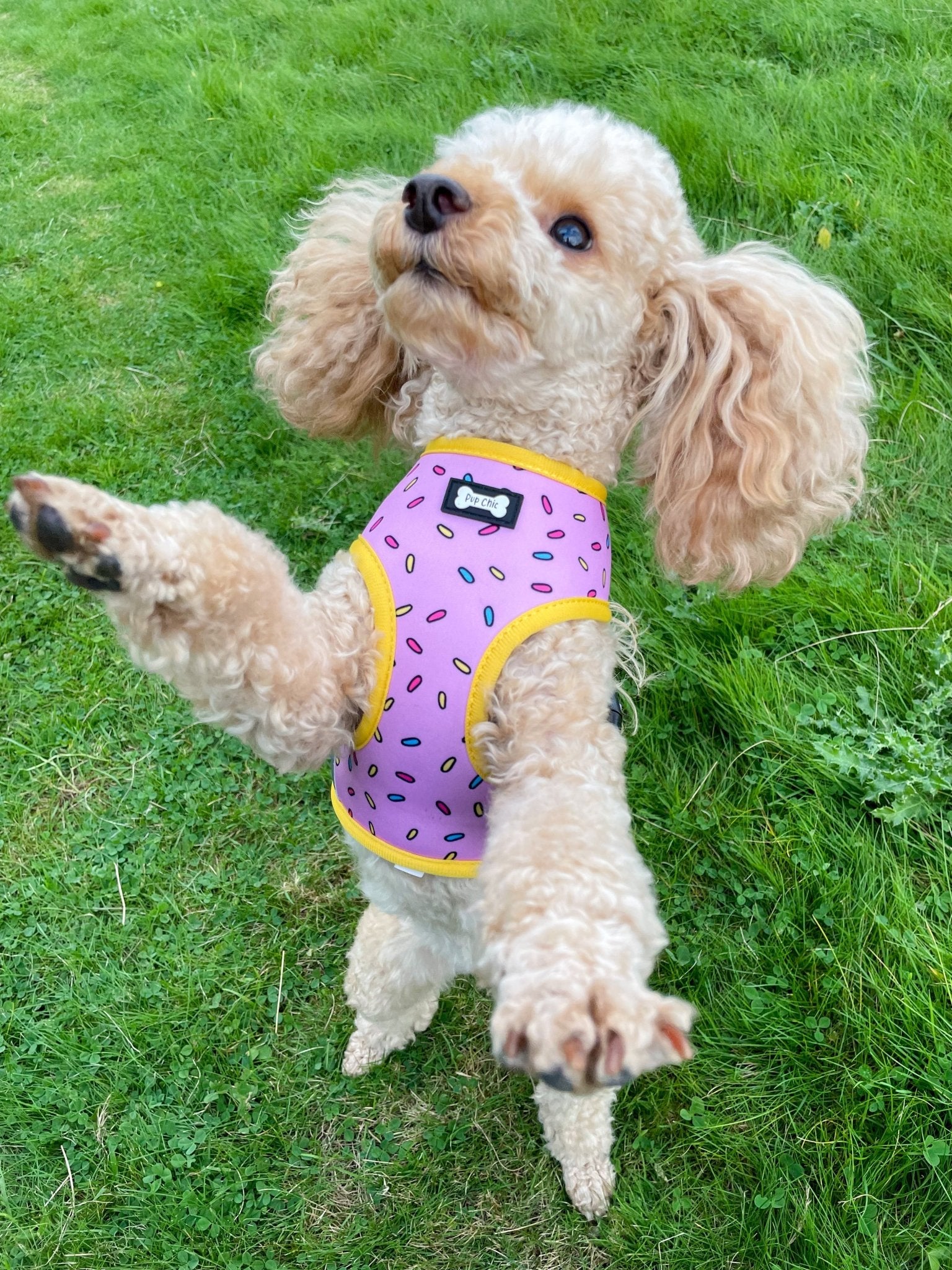 Sprinkles for Days reversible harness - Pet Supplier Store
