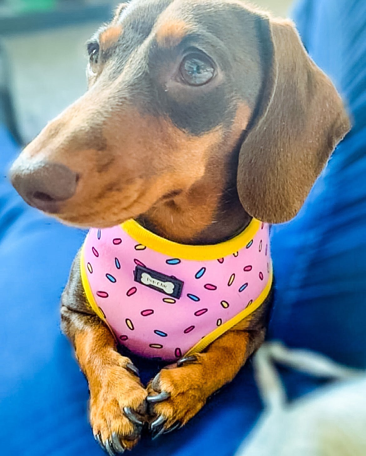 Sprinkles for Days reversible harness - Pet Supplier Store