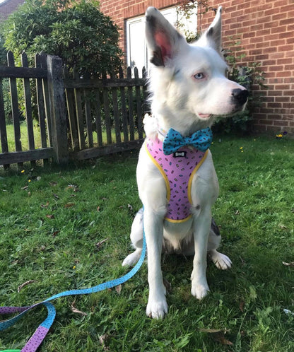 Sprinkles for Days reversible harness - Pet Supplier Store