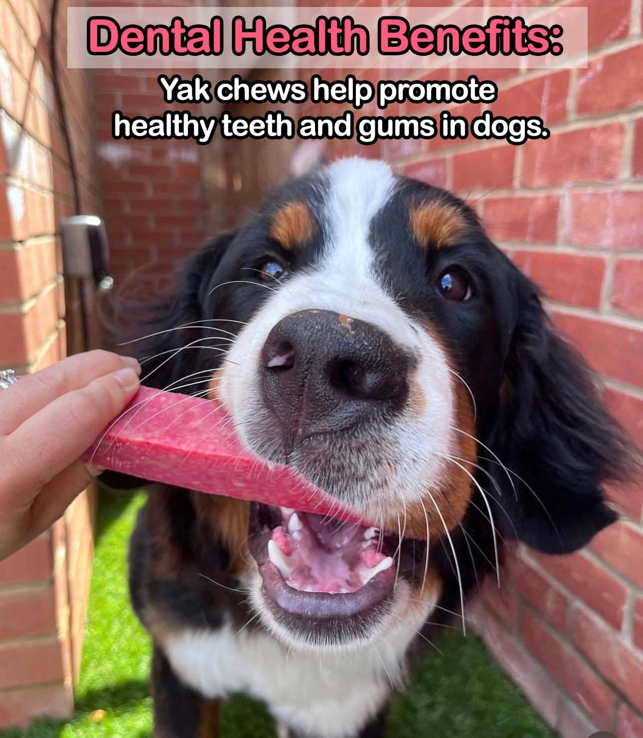 Strawberry Yak Dog Chew - Pet Supplier Store
