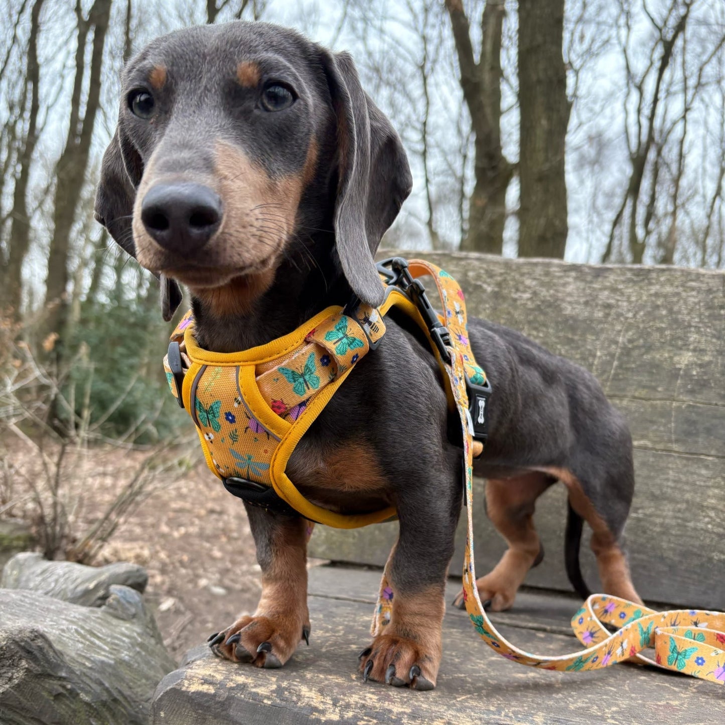 Summer Buzzin' No Pull Tactical Dog Harness – Yellow Insect Print, Adjustable, Step-In (XS-XL) - Pet Supplier Store