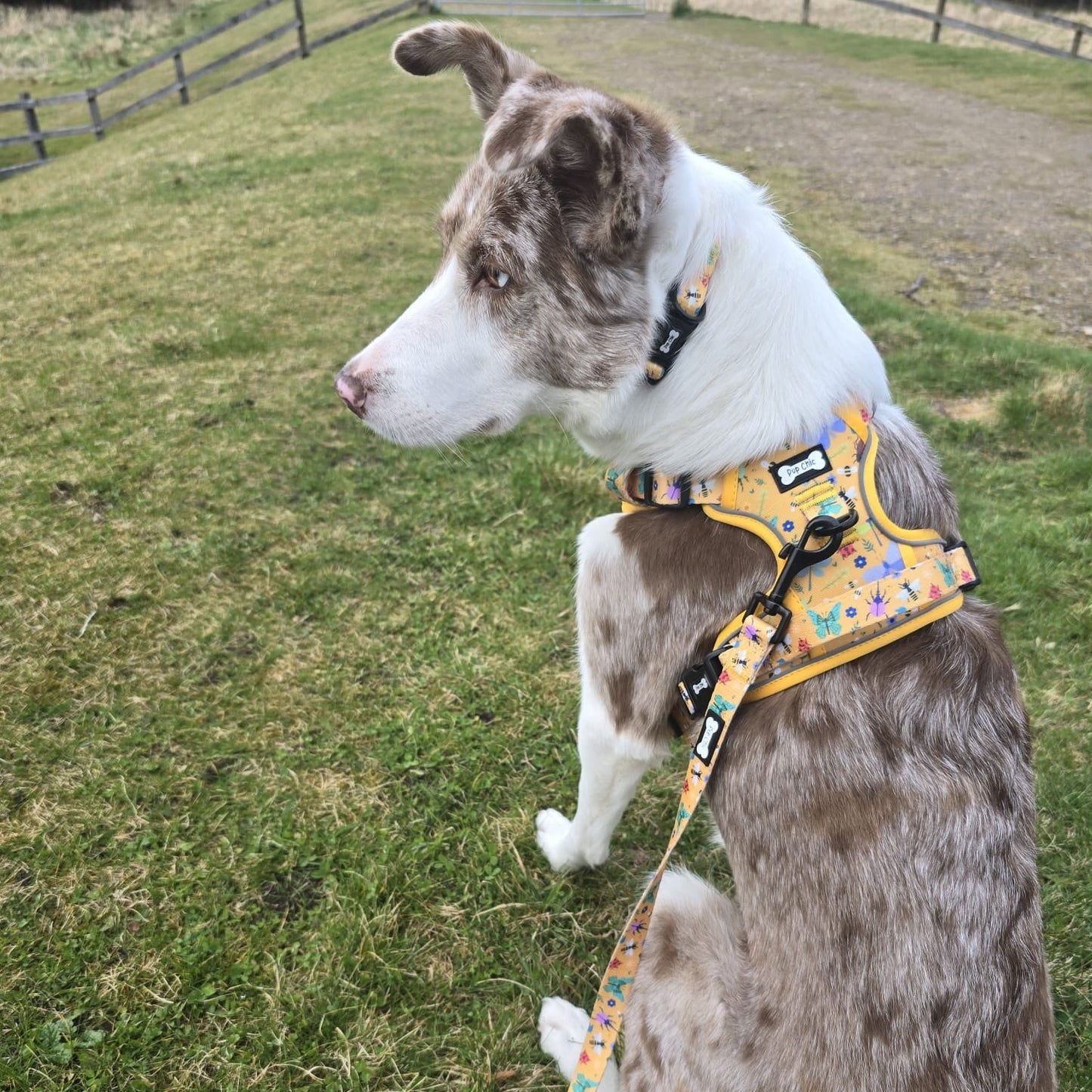 Summer Buzzin' No Pull Tactical Dog Harness – Yellow Insect Print, Adjustable, Step-In (XS-XL) - Pet Supplier Store