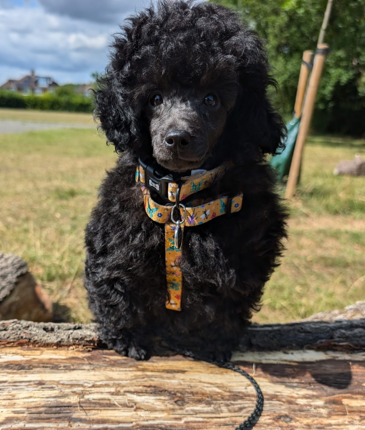 Summer Buzzin’ puppy, chihuahua, kitten, rabbit, teacup XXXS strap harness - Pet Supplier Store
