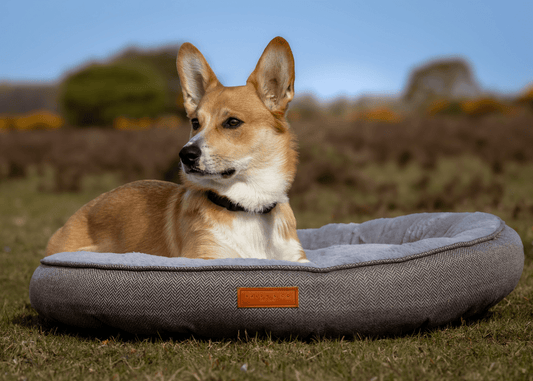 THE BALMORAL | LUXURY DONUT BED - Pet Supplier Store