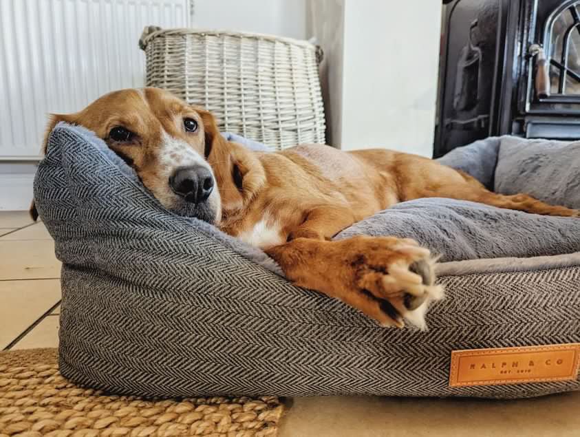 THE BALMORAL | LUXURY HERRINGBONE BED - Pet Supplier Store