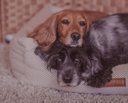 THE CHATSWORTH | LUXURY MEMORY FOAM BED - Pet Supplier Store