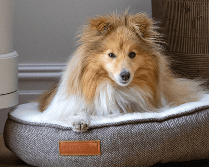 THE LINCOLN | LUXURY DONUT BED - Pet Supplier Store