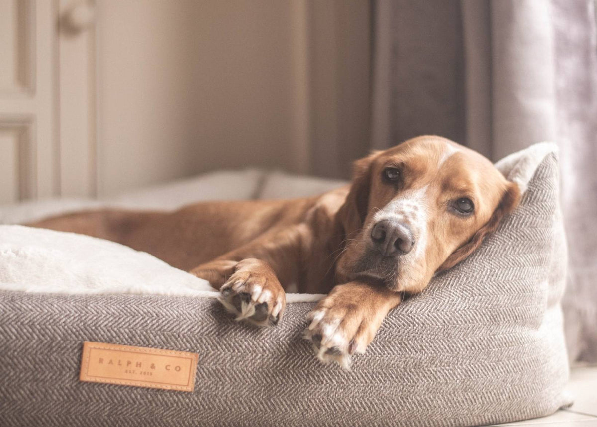 The Lincoln | Luxury Tweed Bed - Pet Supplier Store