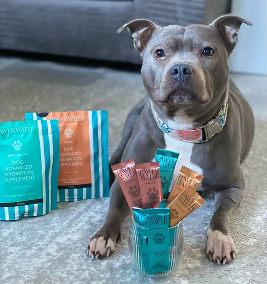 The Ultimate Bundle - Pet Supplier Store