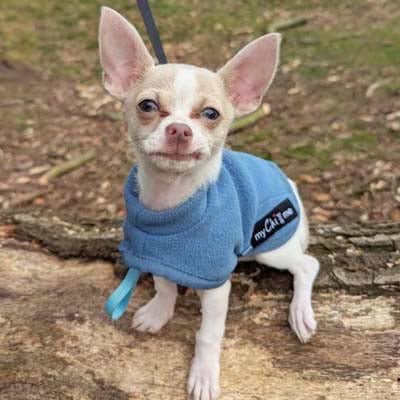 Tiny Toastie Water Repellent Fleece Dog Coat by My Chi and Me Dusky Blue - Pet Supplier Store