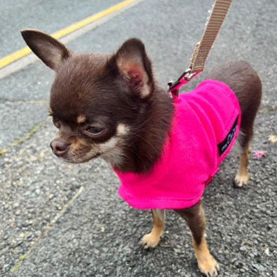 Tiny Toastie Water Repellent Fleece Dog Coat by My Chi and Me Hot Pink - Pet Supplier Store