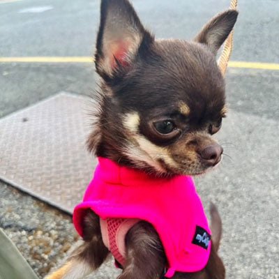 Tiny Toastie Water Repellent Fleece Dog Coat by My Chi and Me Hot Pink - Pet Supplier Store