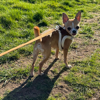 Tiny Trails 15mm Wide Suede Effect Lead with Neoprene Handle Lining Mocha - Pet Supplier Store