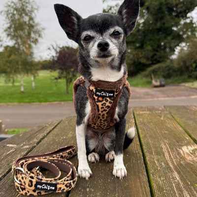 Tiny Trails Luxury Leopard Lead - Pet Supplier Store